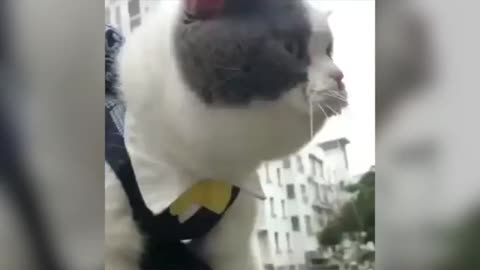 the cat speaking show funny and cut