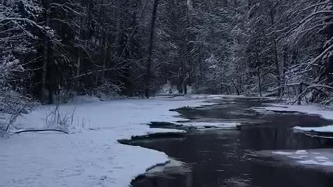 A stream in the winter forest