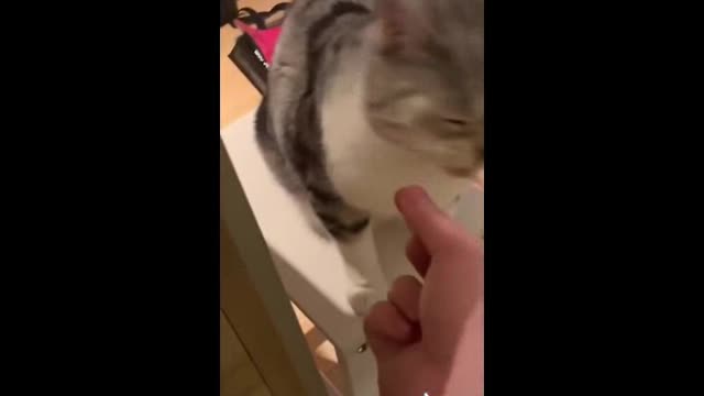 funny pussy cat