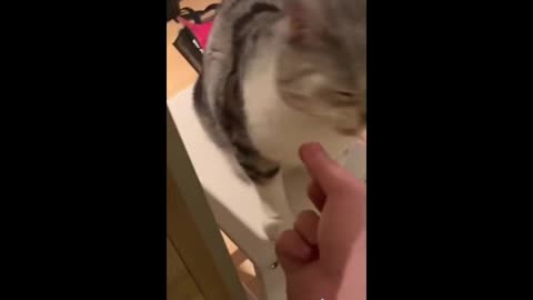 funny pussy cat