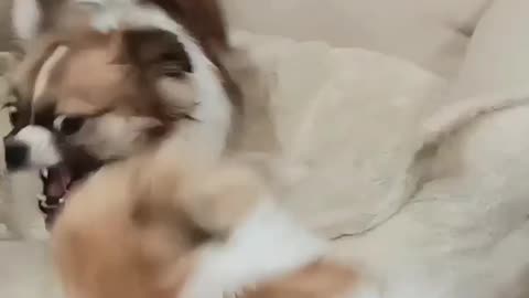 Cute dog 🐶 fight