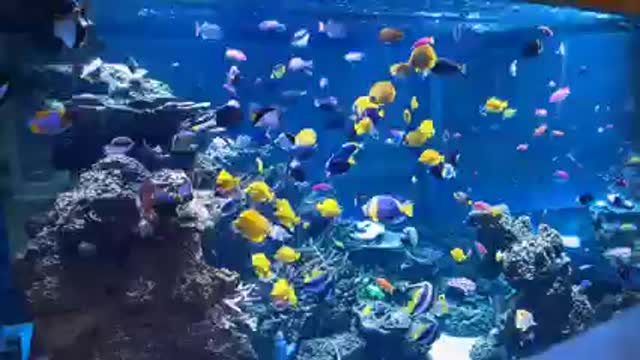 Sea water aquarium 1