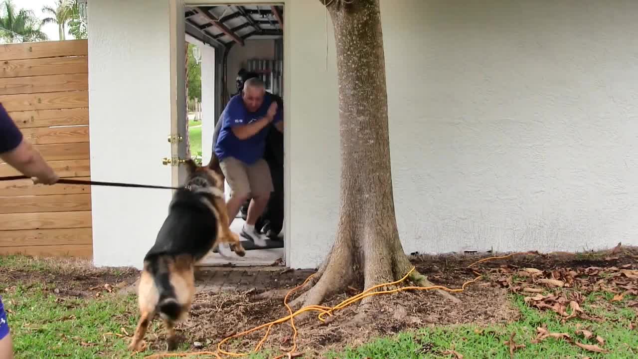 Guard Dog Training Step by Step!