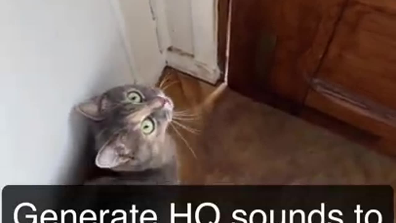 Sounds that attract Cats