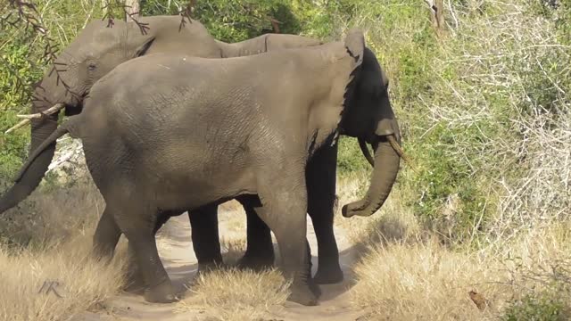 Elephant rumble - Tembe