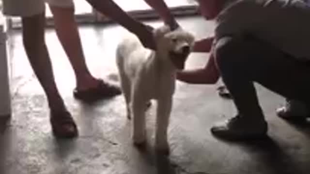 Funny Dog Injection videos - Dog Injection Funny Compilation