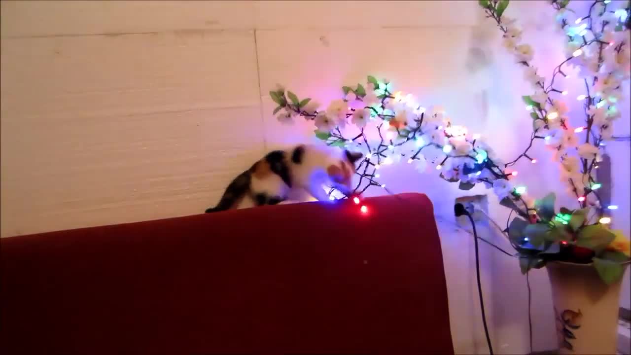 Cute kitten climbs and turns on the Christmas tree light