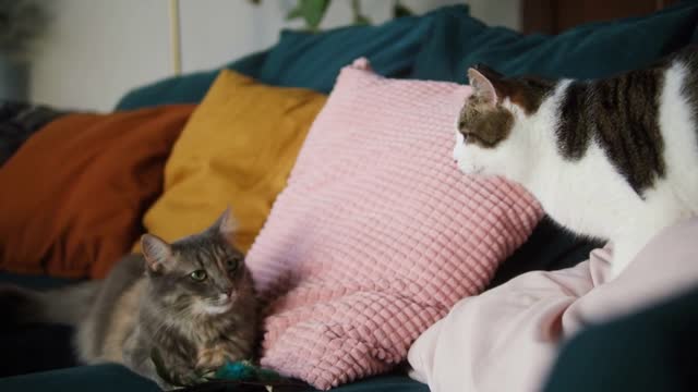 Cats lying on sofa in living room. Domestic animals at home