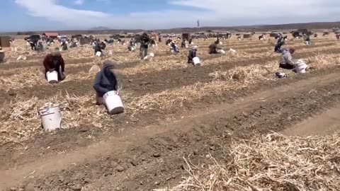 How American Farmers Harvest Millions of Pounds of Agricultural Products