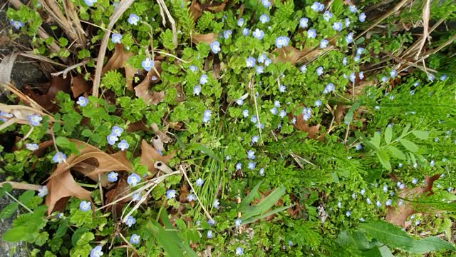 Small flowers tell us about spring.