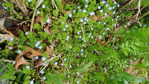 Small flowers tell us about spring.