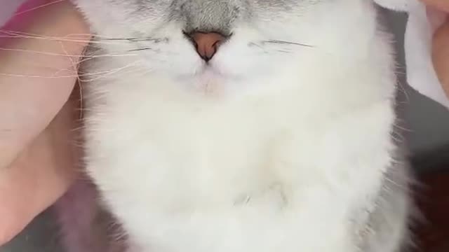 Cute cat Grooming video| 🐱