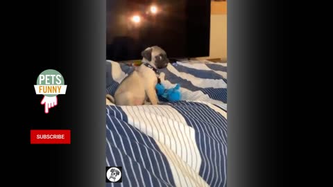 Pug Funny Moments Best Dog Videos _ Pets Funny