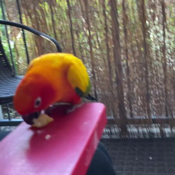 Parrot has his first playdate