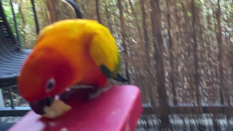 Parrot has his first playdate