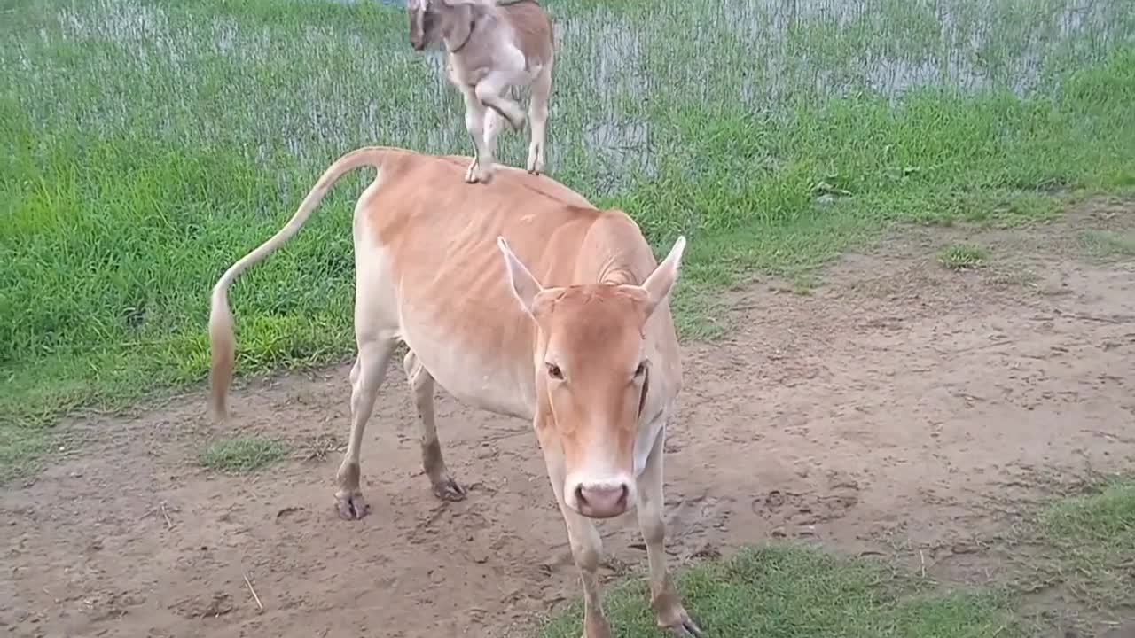 Cute Baby Goat playing