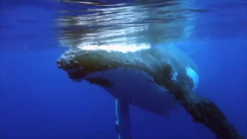 Humpback whale song