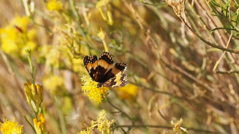 Butterfly Flying Away