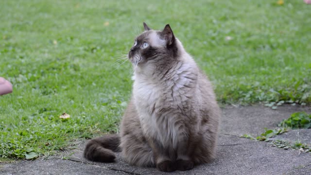 A British shorthair cat enjoys rest... very adorable