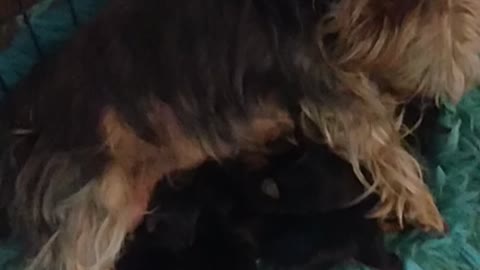 My dog had puppies