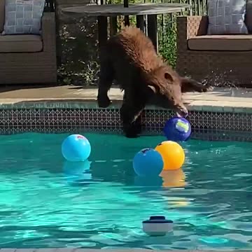 Funniest pets😁😁