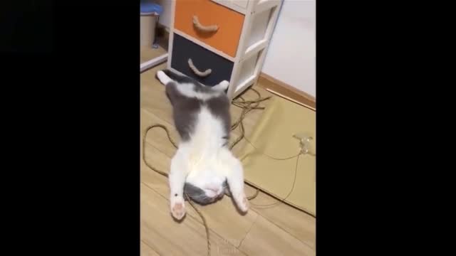Lovely Animals will put a smile on your face