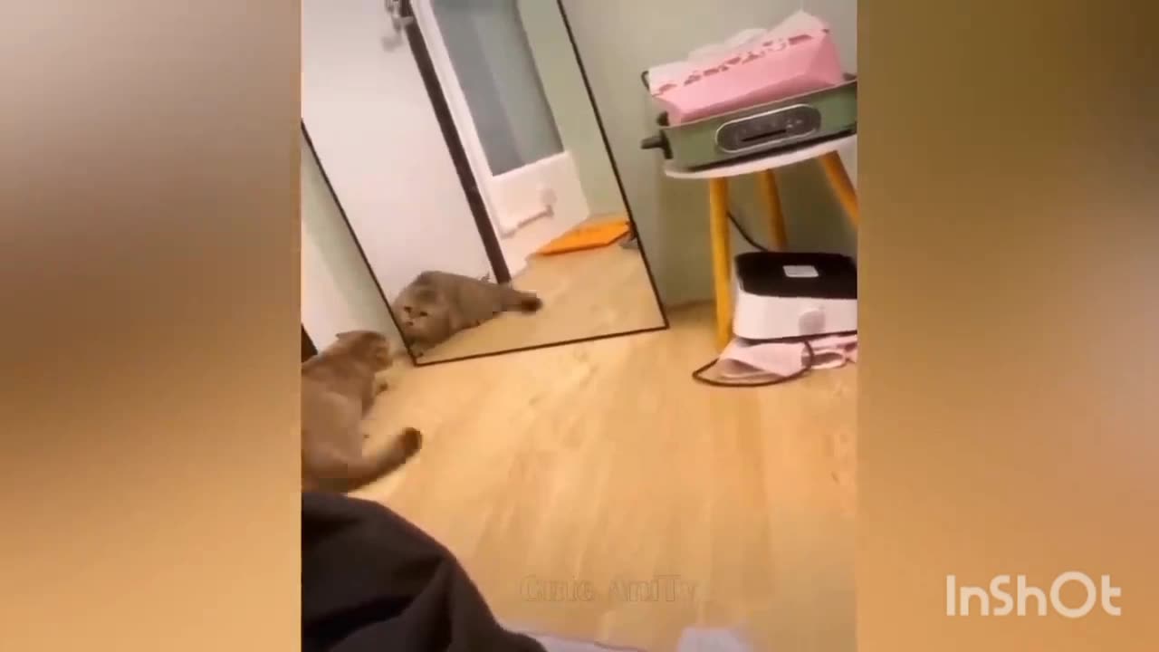 Ultimate Funny Cats and Dogs 😻🐶 Funniest Animals
