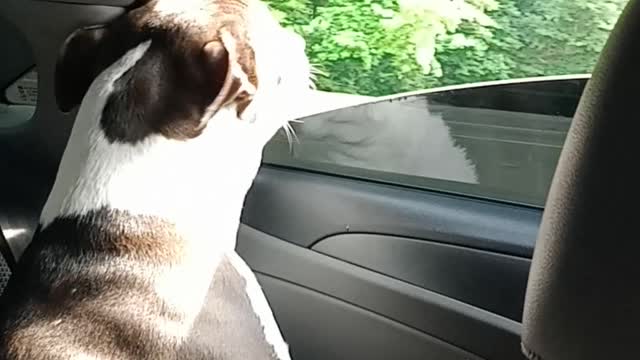 beautiful dog sticking his head out the car window