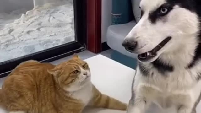 Cat cat vs dog dog