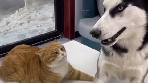 Cat cat vs dog dog