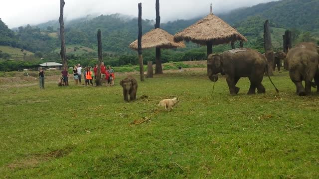 Cute Baby Elephant Gets Frustrated After Chasing A Dog