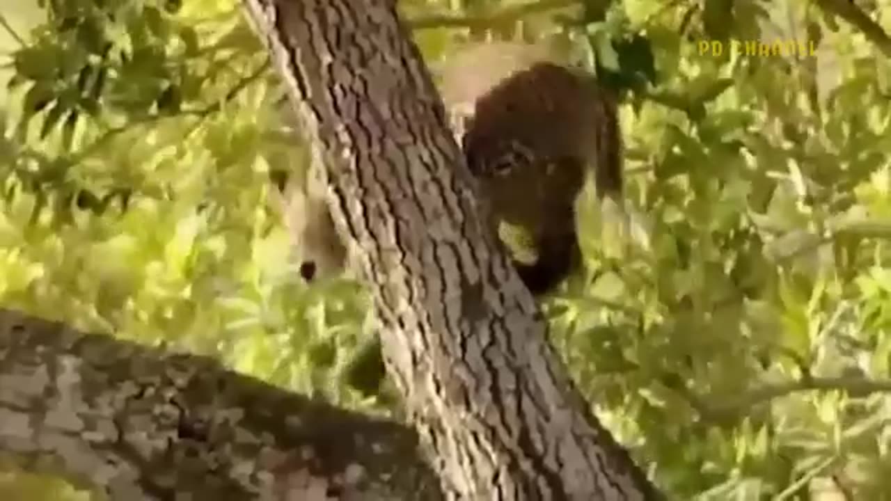 Leopard Risks It All At Extreme Height To Raid Eagle's Nest To Rescue Her Cub But Fail