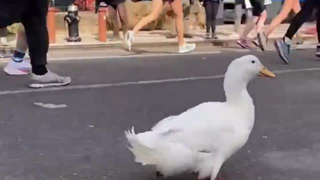 Who said ducks can’t run a marathon??