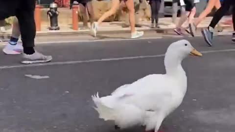 Who said ducks can’t run a marathon??