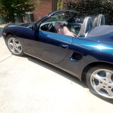 Minipig Driving a Porsche