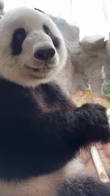 Very picky eater panda bear 😂