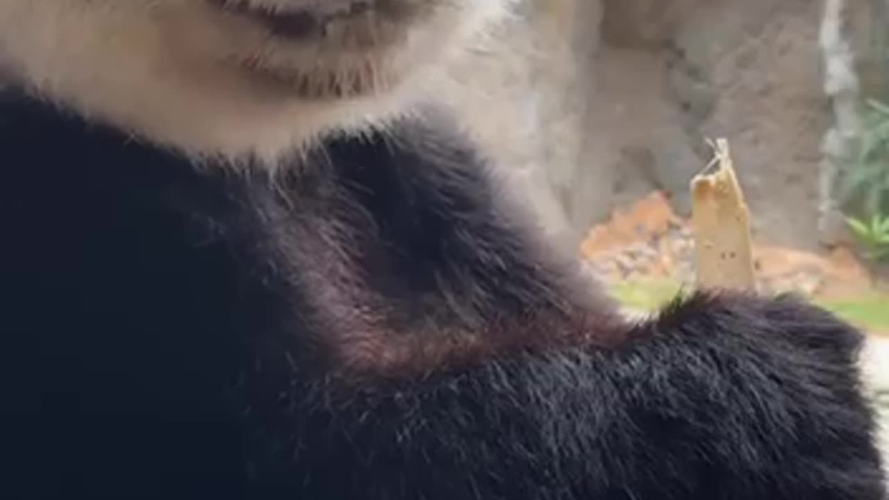 Very picky eater panda bear 😂