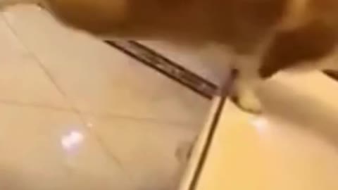 CUTE DOG AND CATS