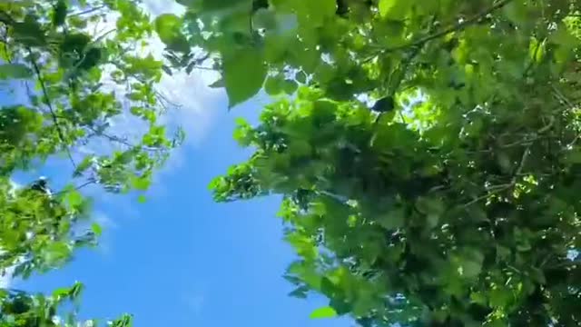 summer