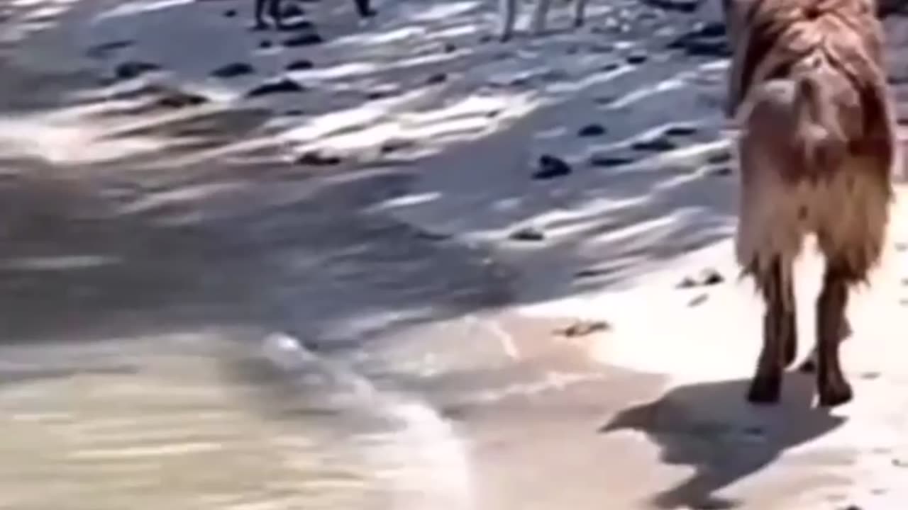 Funny Animal Videos 2024 Best Dogs And Cats Videos ๐บ๐short,viral,tiktok