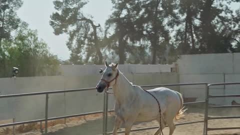 Horse riding