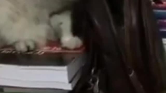 Funny cats, a cat searching the bag