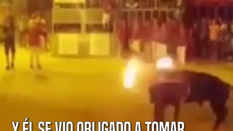 La trágica reacción de un toro mientras lo sometían a una horrible tortura