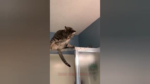 Baby Cats 😻 Cute and Funny Cat Videos Compilation