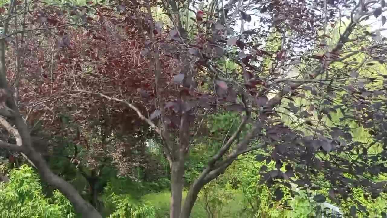 The leaves of this tree are so red