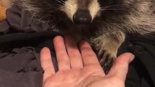 WATCH this Cute Racoon bonding with owner