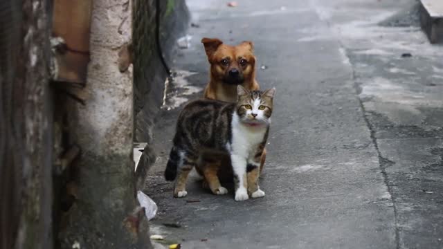 What bad thoughts can cats and dogs have?