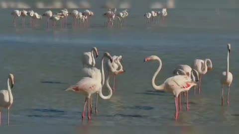 Nature 8 Red Crowned Crane