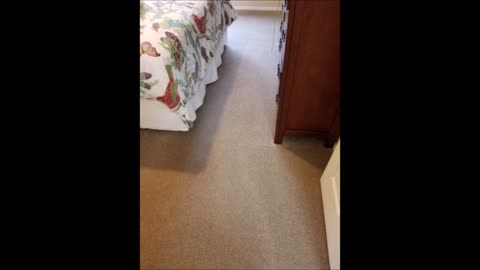 Amazing Carpet Care LLC - (360) 302-7300