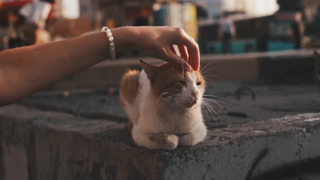 Kittens being petted in the sun